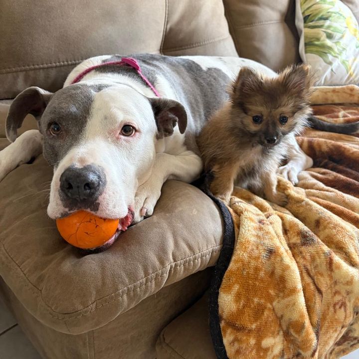 Galleta y Kika