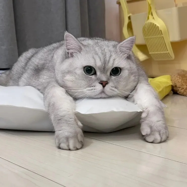 pet07668ny7