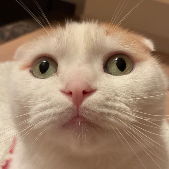 あんめろ🐈🐈‍⬛
