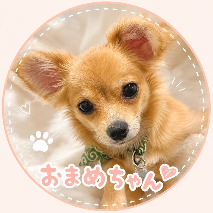 チワックスのおまめちゃん🐶🐾