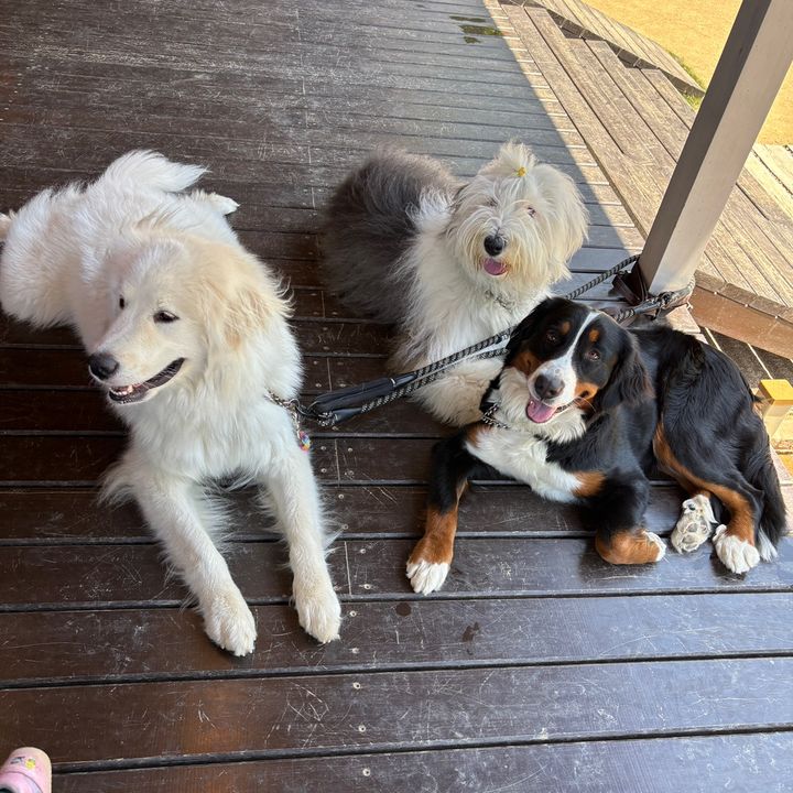 こどもとわんこ👧🐶