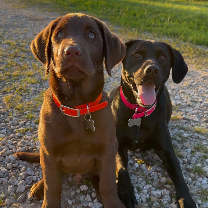 🐾Whiskey & Bourbon🥃