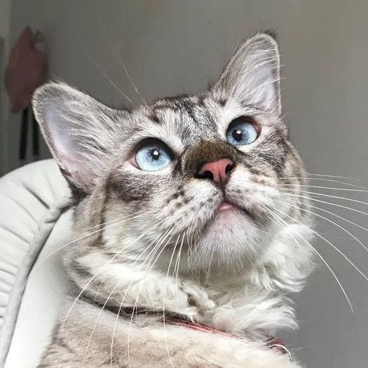 MAYA