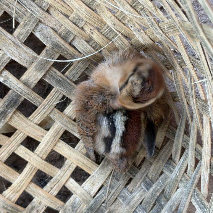ไก่กำพร้า Orphaned Chicken