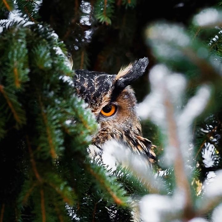 Lynn
