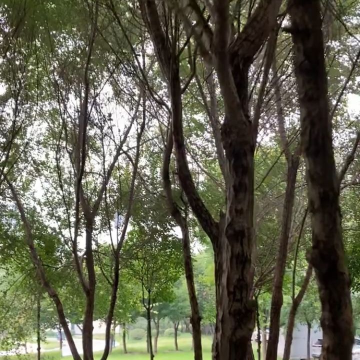 joellewan810
