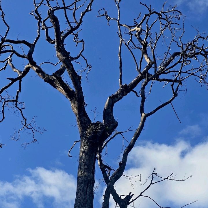 équatoriale