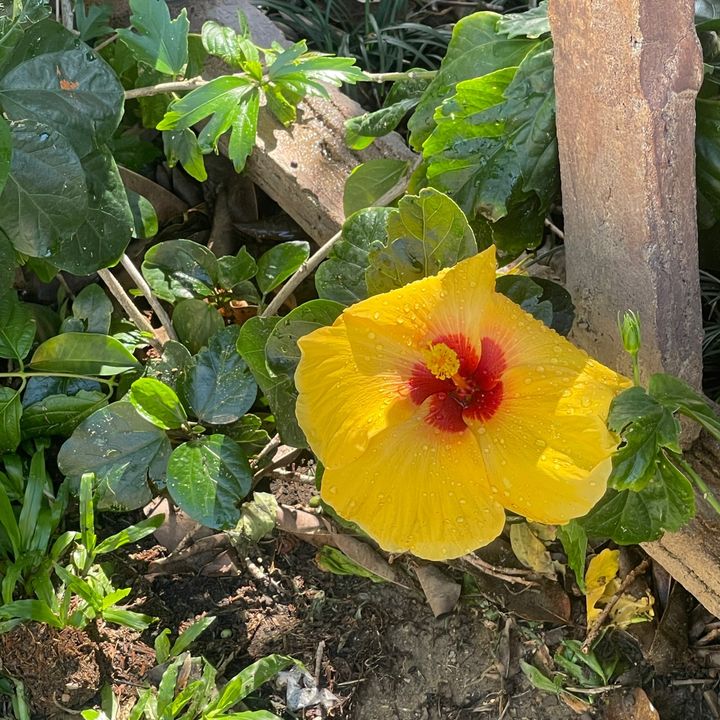 cơ địa dễ dị