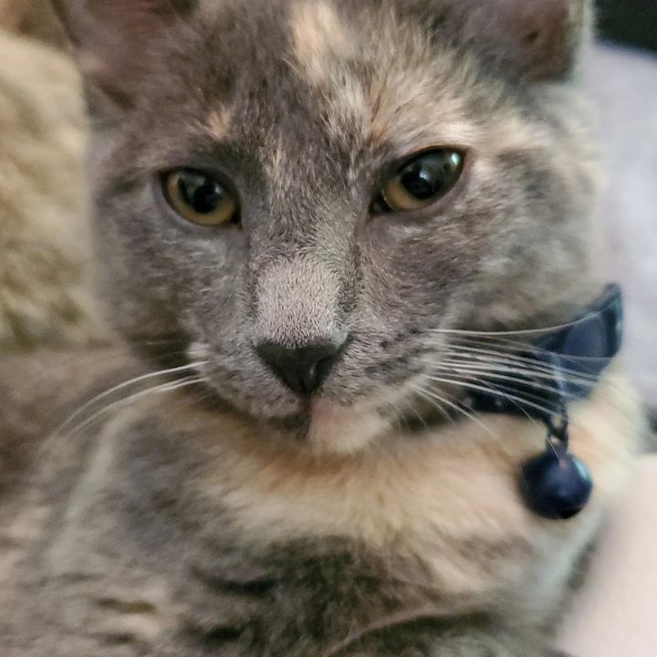the_meowfia