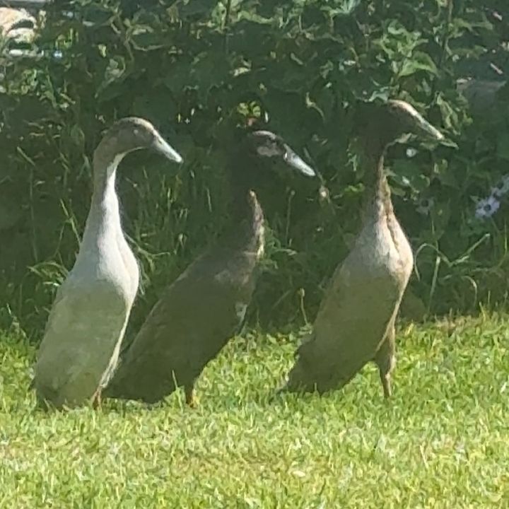 ducktv