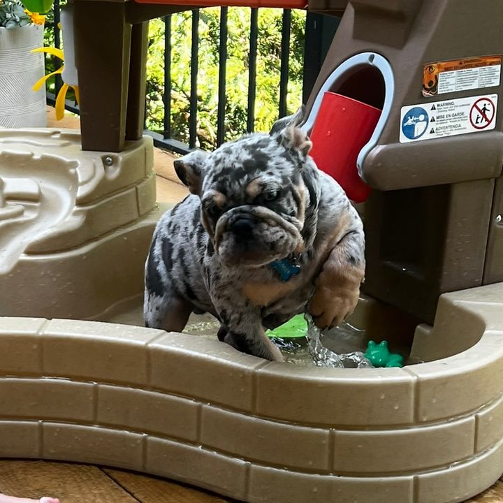 BunkerTheBully