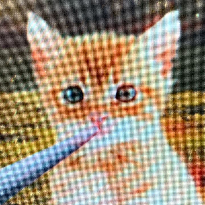 Kittykitty