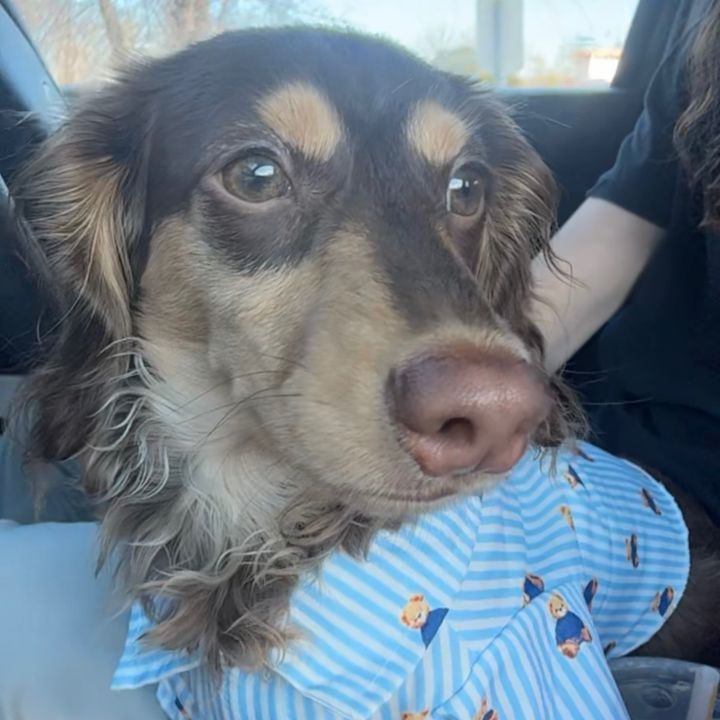 RealFrankieTheDachshund