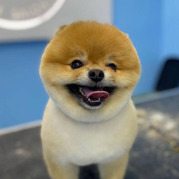 Mr. Crumb the Pom