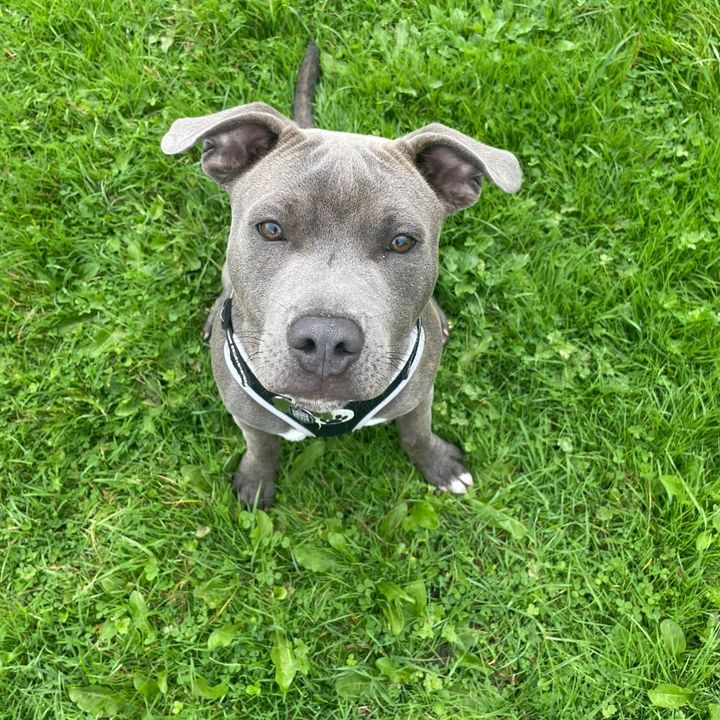 Frank the blue staffy