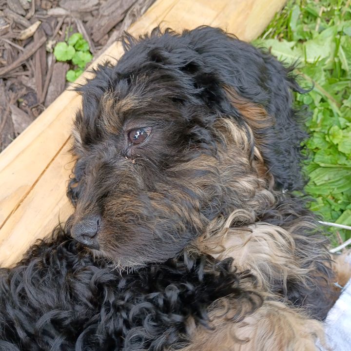 Timmy.the.Cavapoo