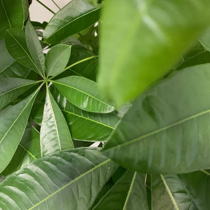 victoriadiu808