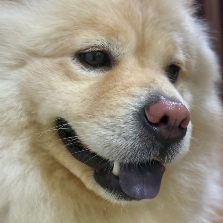 Z the Chow 🦁