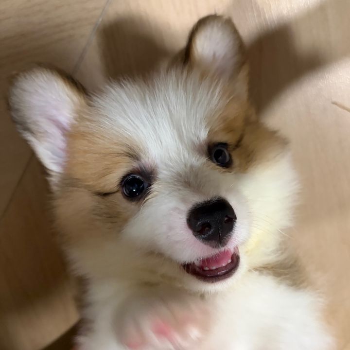 arnulfocordier034636