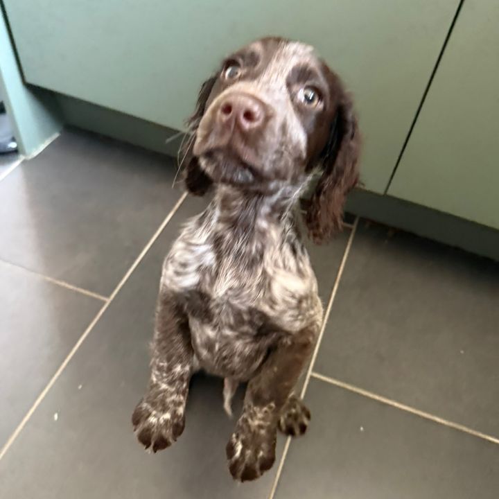 ChipTheUnemployedTenant