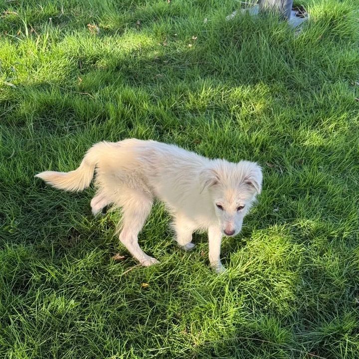 Hugo