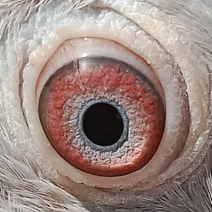 u k