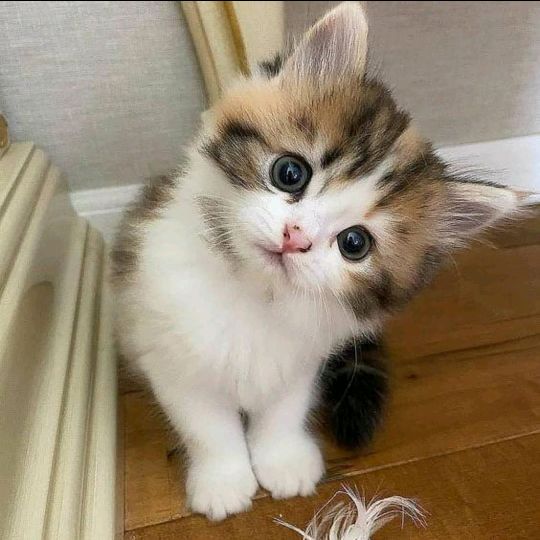 anggoirwwo0