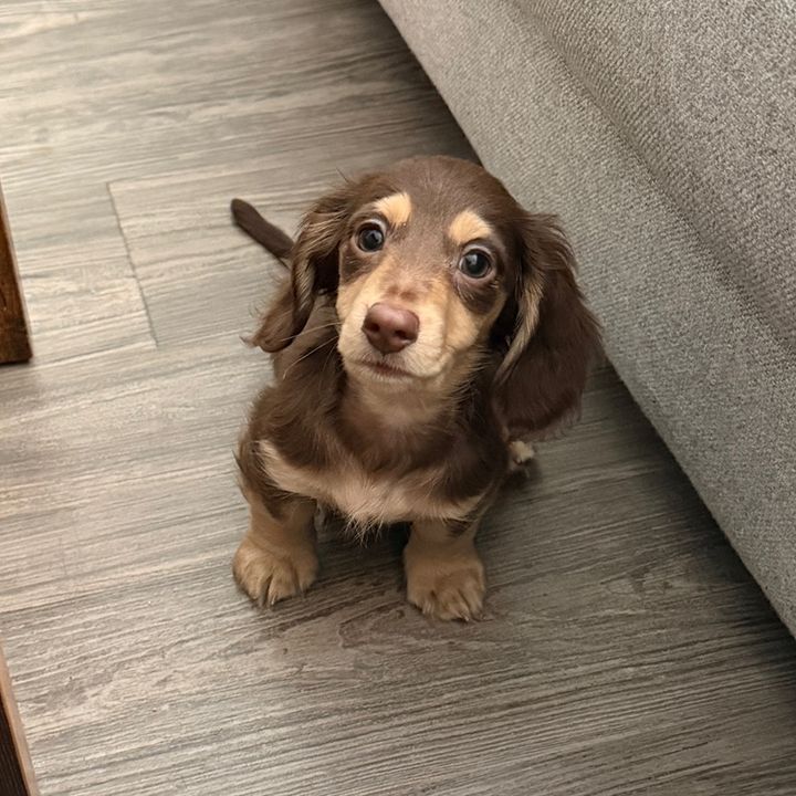 Jaxxon 🐾