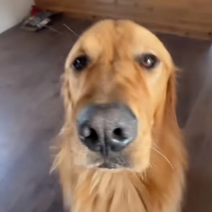 Happydog