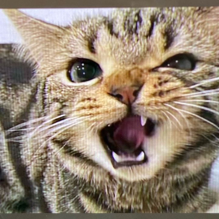 BeigeCat