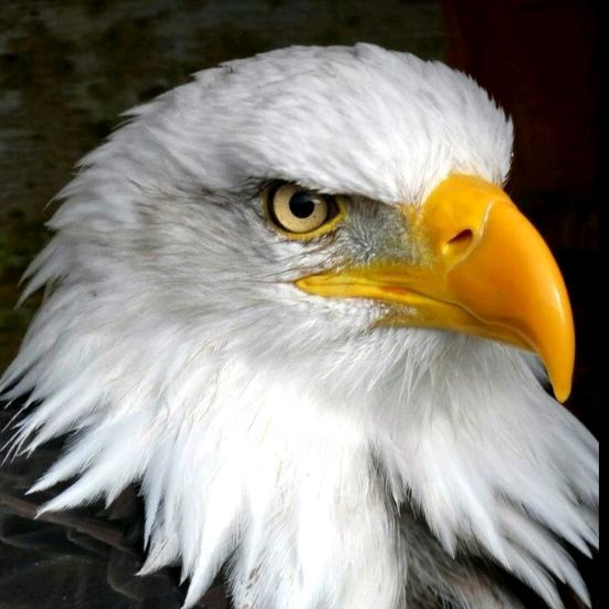 🇺🇲🦅El AGUILA🦅🇺🇲