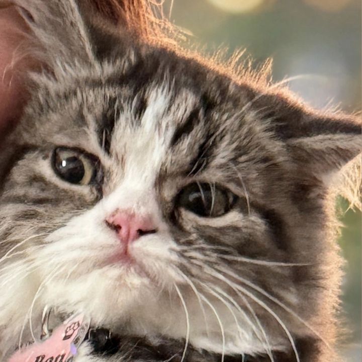 BON BON the cat🐾