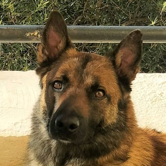 Berbère 66