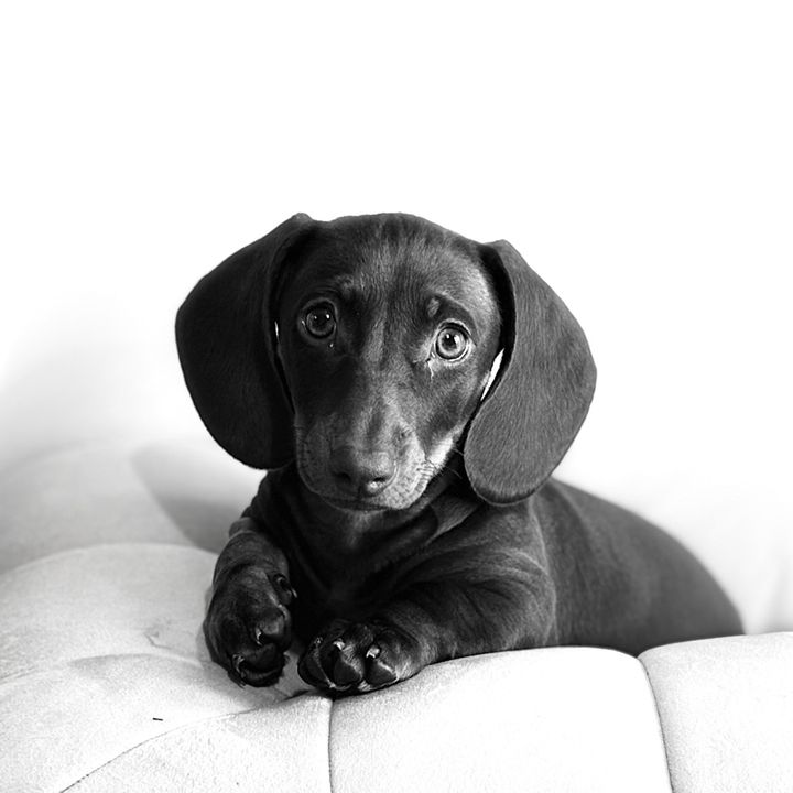 Daisy_Be_Dachshund