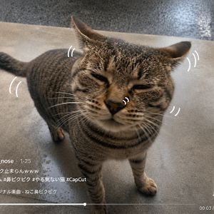 ミーちゃんねる