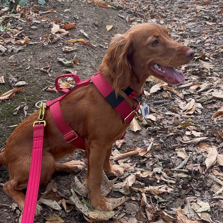 Doo | Straight-haired Cockapoo