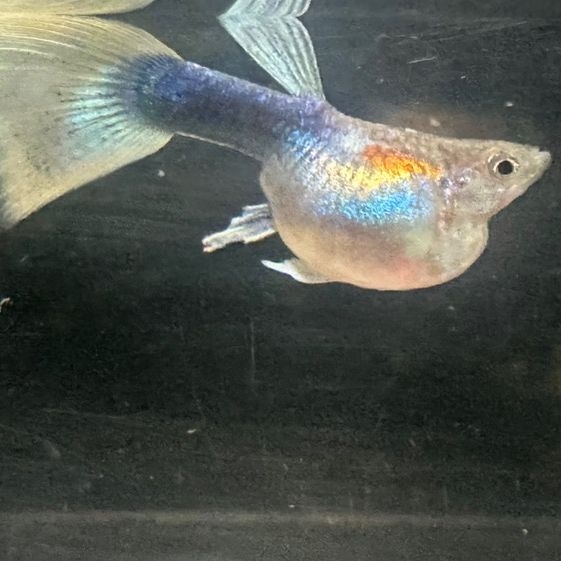 nakano.guppy_lub
