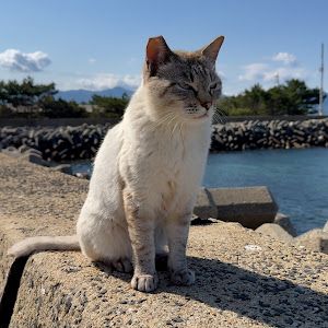 猫を探して3000里
