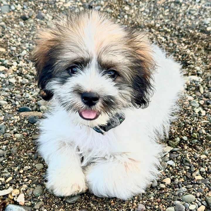 Oreo