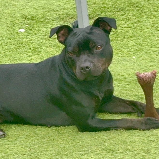 Zoe the Staffy