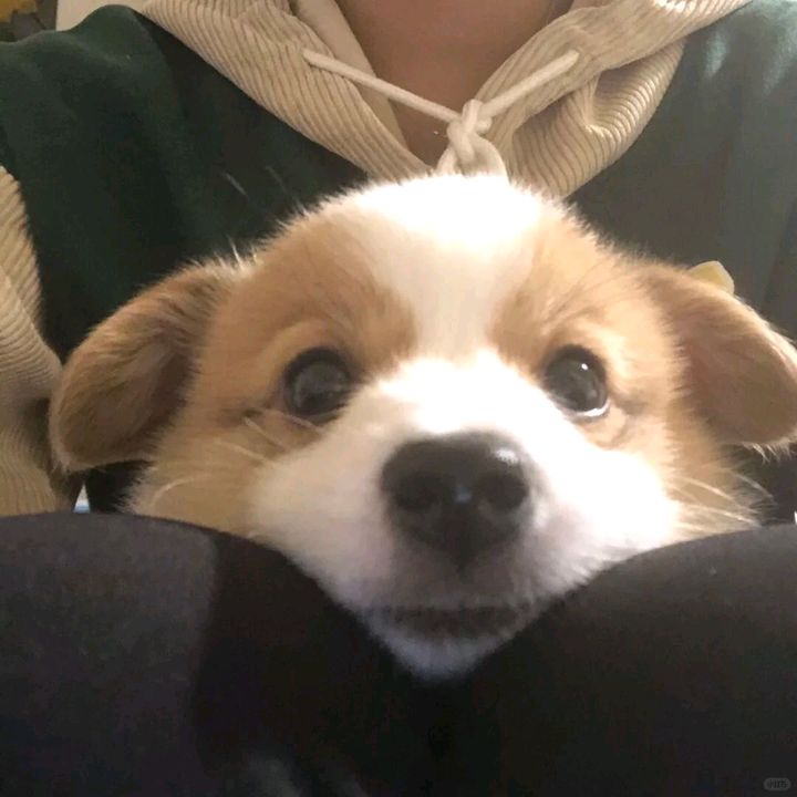 yjfngijwyllicsyla