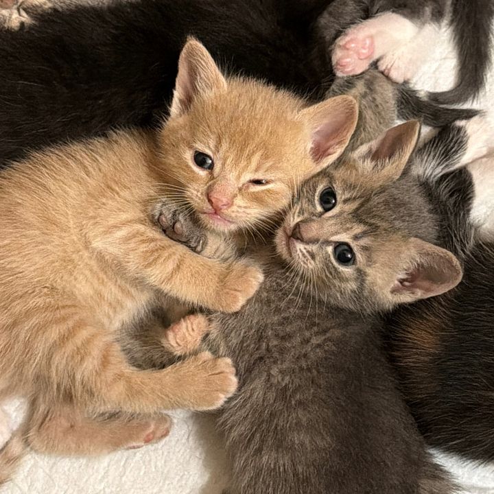 best.catfinds