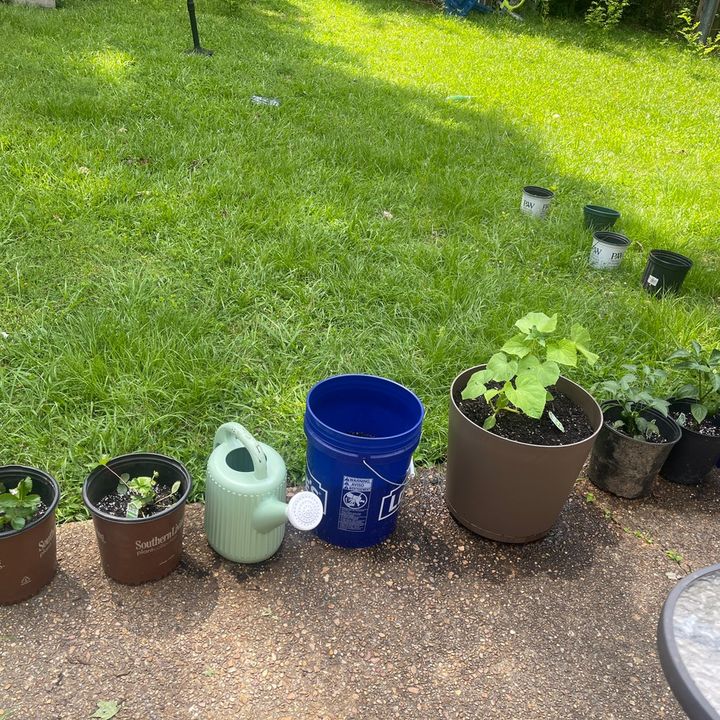 Backyard Gardening