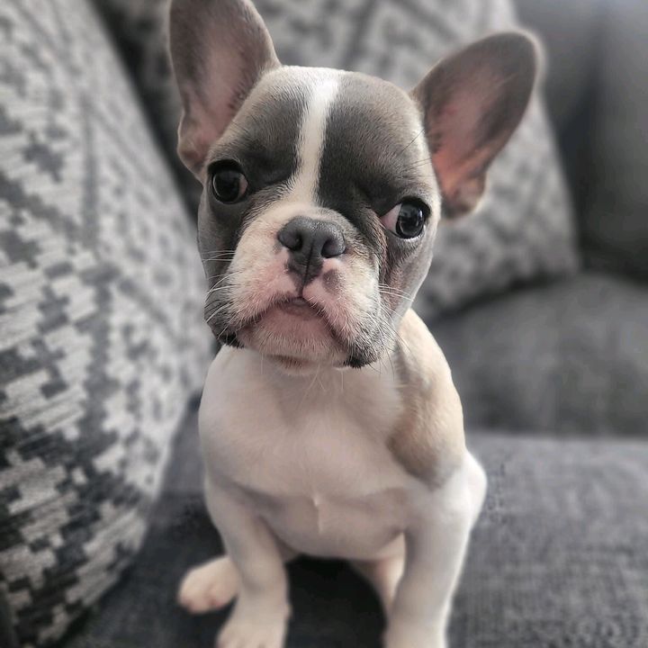 Cookie 🐾