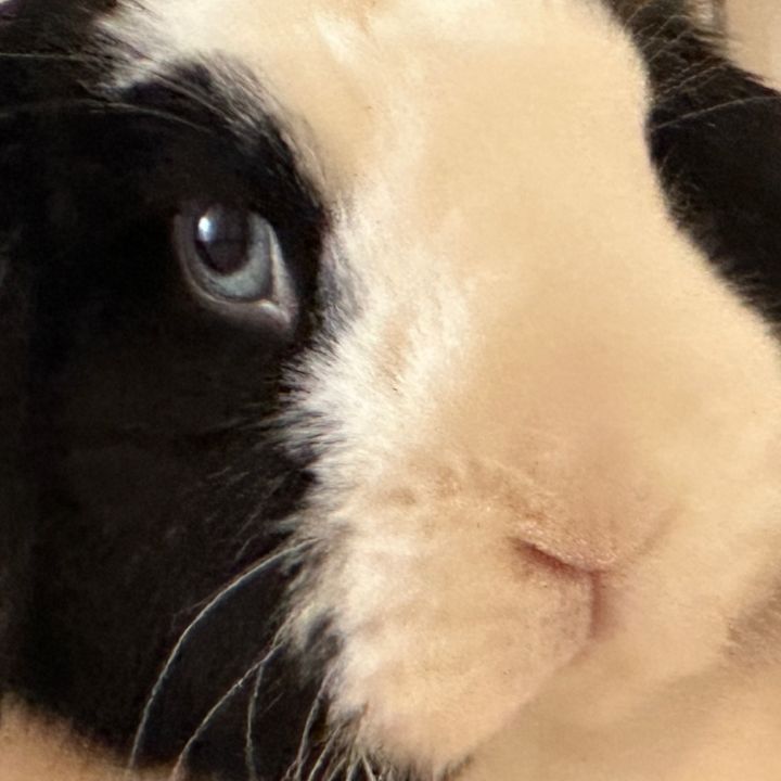 wellnesswhiskers11