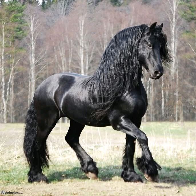 🖤🇳🇱🖤🫀