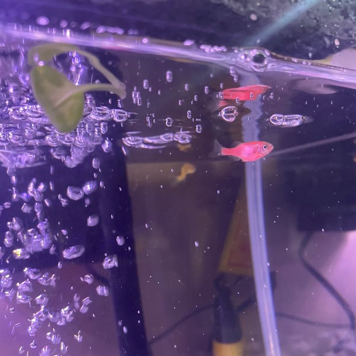 Mi primer acuario29