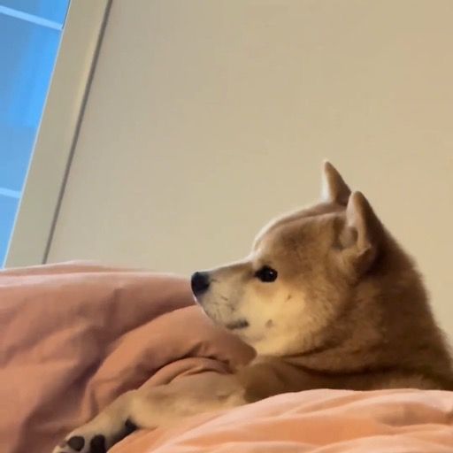 柴犬こじろう