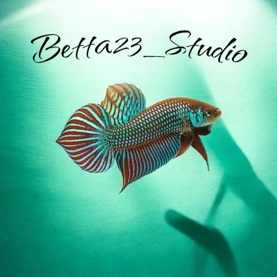 Betta23_Studio