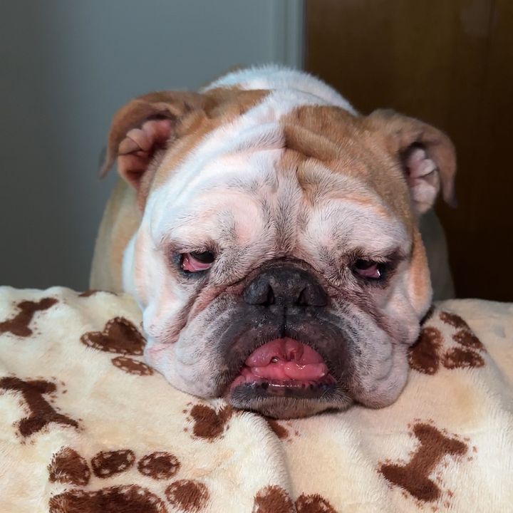 Dozer the Bulldog